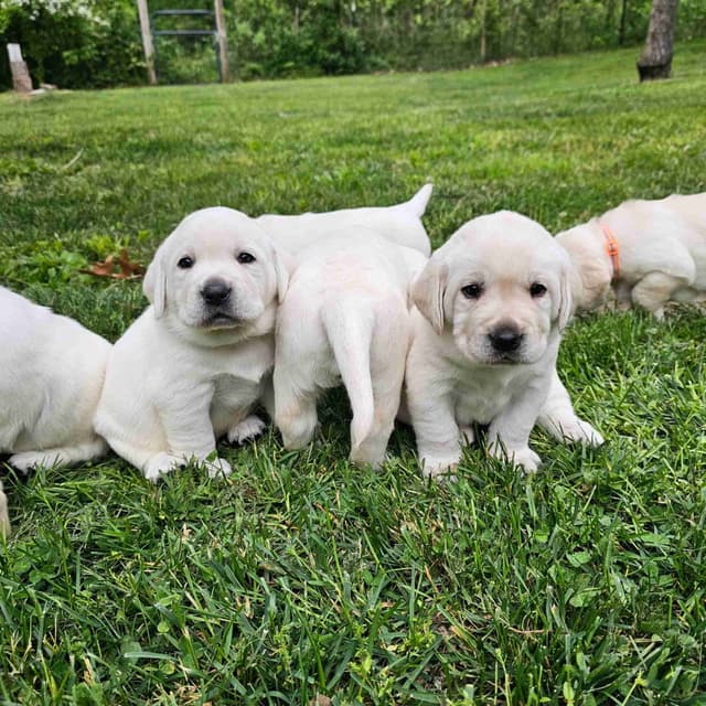 Labrador Retriever Puppies media 7