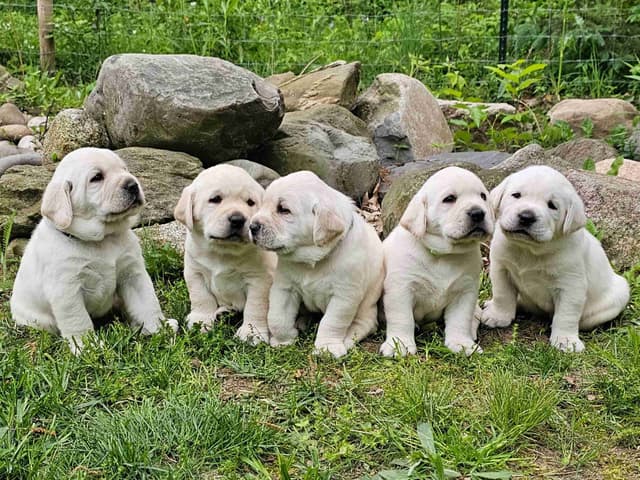 Labrador Retriever Puppies media 8