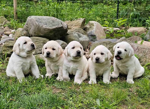 Labrador Retriever Puppies media 9