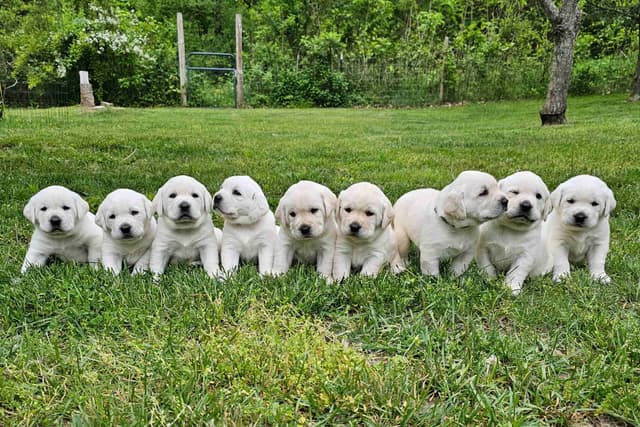 Labrador Retriever Puppies media 10