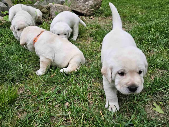 Labrador Retriever Puppies media 11