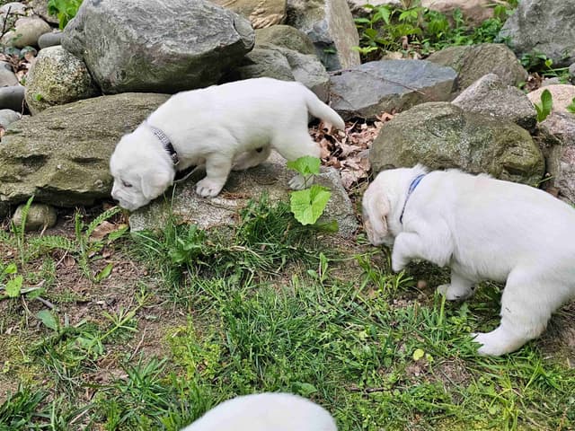 Labrador Retriever Puppies media 13