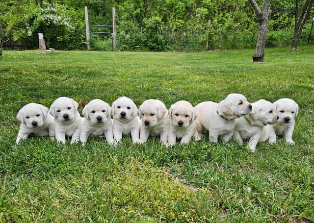 Labrador Retriever Puppies media 12