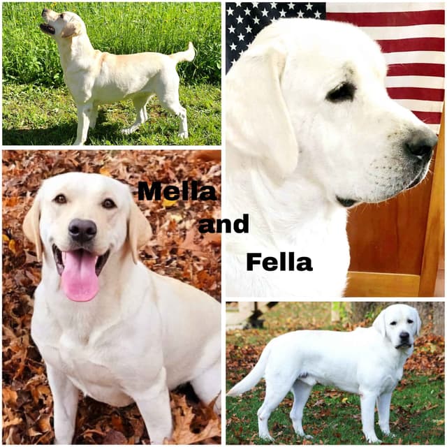 Labrador Retriever Puppies media 14