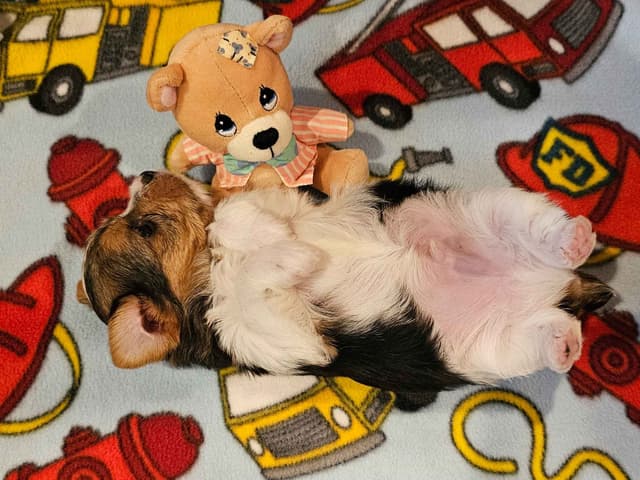 Gorgeous Yorkshire Terrier Puppies media 14