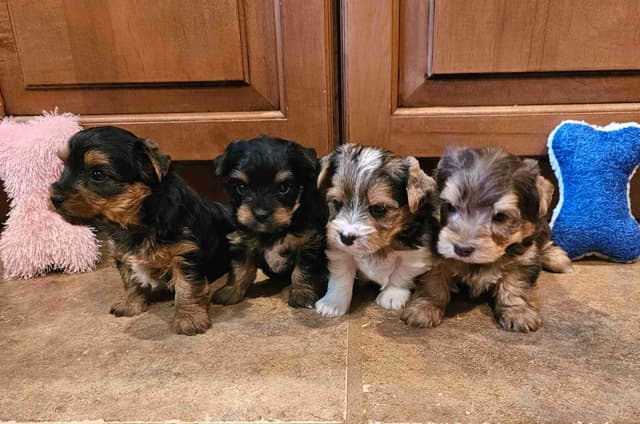 Gorgeous Yorkshire Terrier Puppies media 15