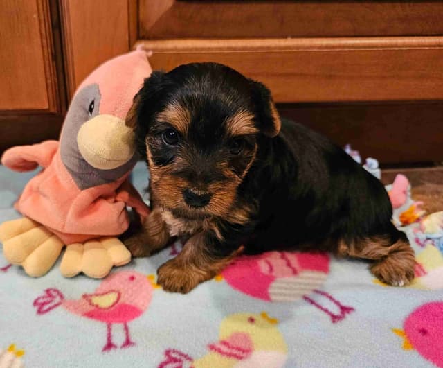 Gorgeous Yorkshire Terrier Puppies media 3