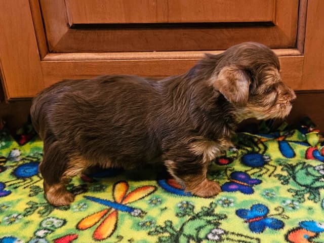 Gorgeous Yorkshire Terrier Puppies media 4