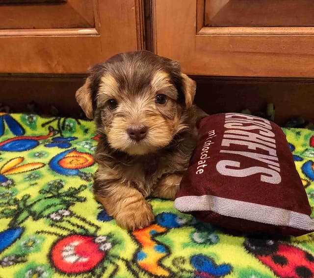 Gorgeous Yorkshire Terrier Puppies media 5