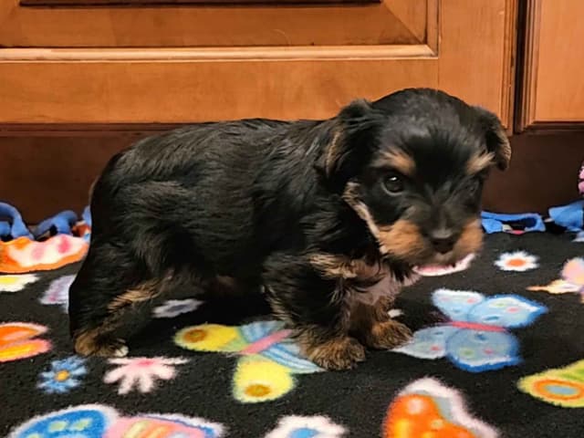 Gorgeous Yorkshire Terrier Puppies media 6
