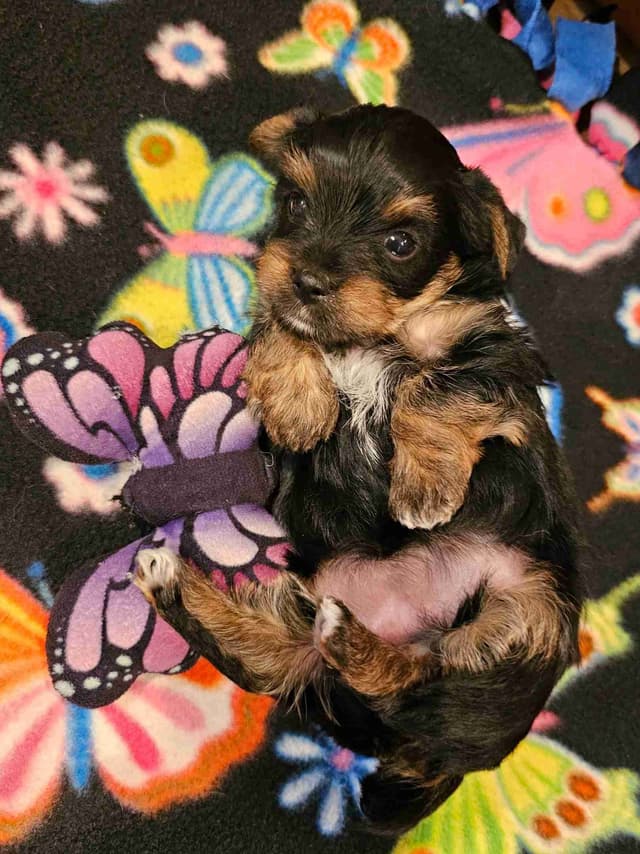 Gorgeous Yorkshire Terrier Puppies media 7