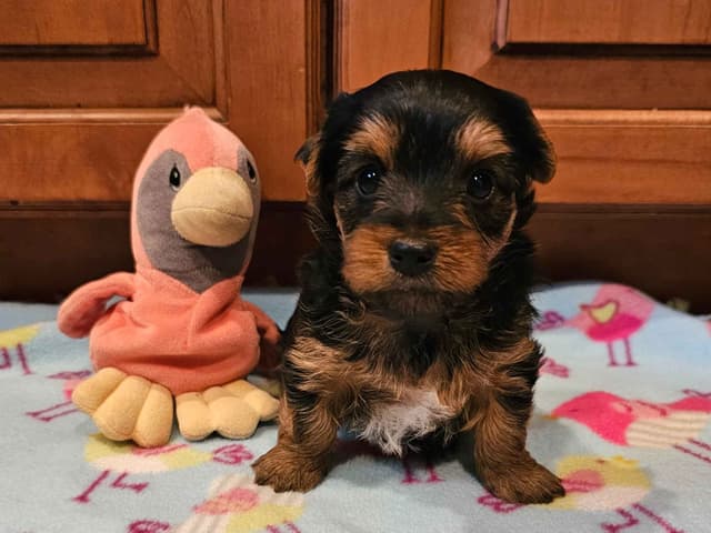 Gorgeous Yorkshire Terrier Puppies media 8