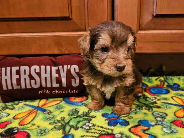 Gorgeous Yorkshire Terrier Puppies media 9