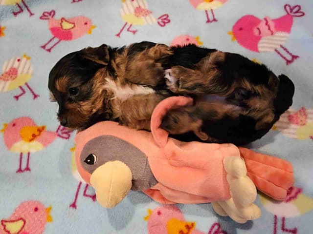 Gorgeous Yorkshire Terrier Puppies media 10