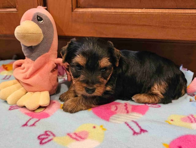Gorgeous Yorkshire Terrier Puppies media 11