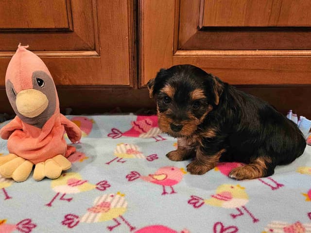Gorgeous Yorkshire Terrier Puppies media 12
