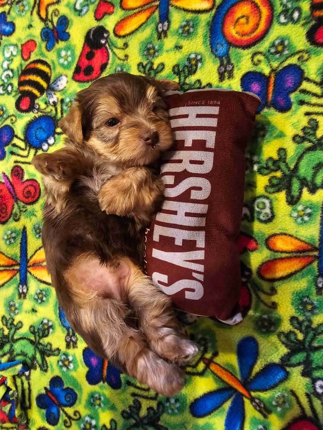 Gorgeous Yorkshire Terrier Puppies media 13