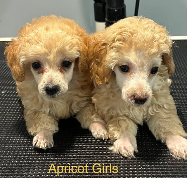 Poodle Puppies media 2