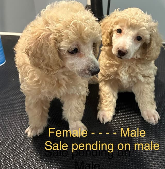 Poodle Puppies media 3