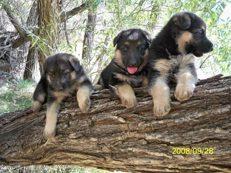 Vintar German Shepherd puppies breeder image 3