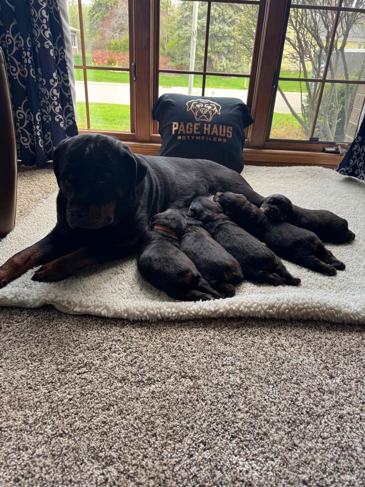 Rottweiler Puppies breeder image 1