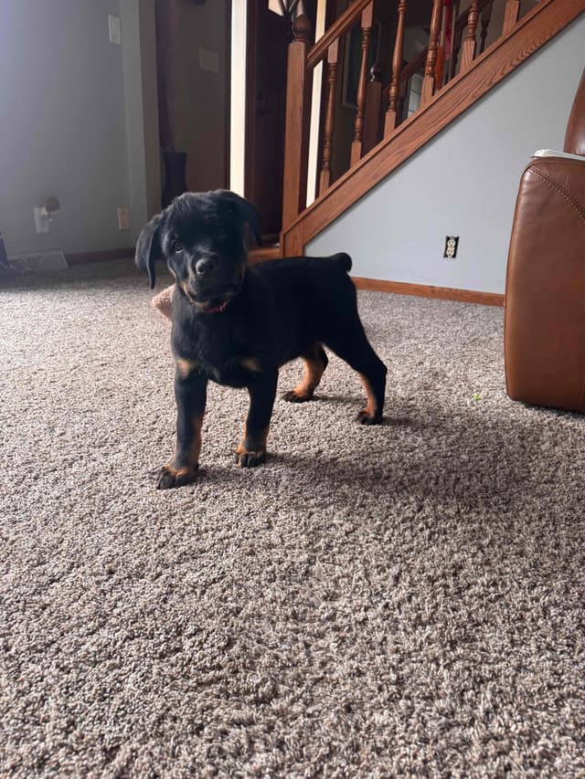Rottweiler Puppies media 2