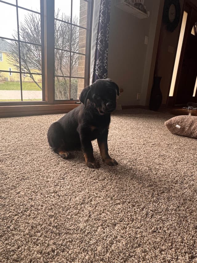 Rottweiler Puppies media 3
