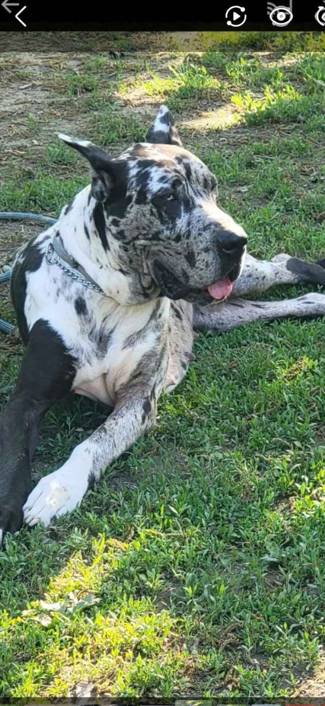 Great Dane Puppies media 2