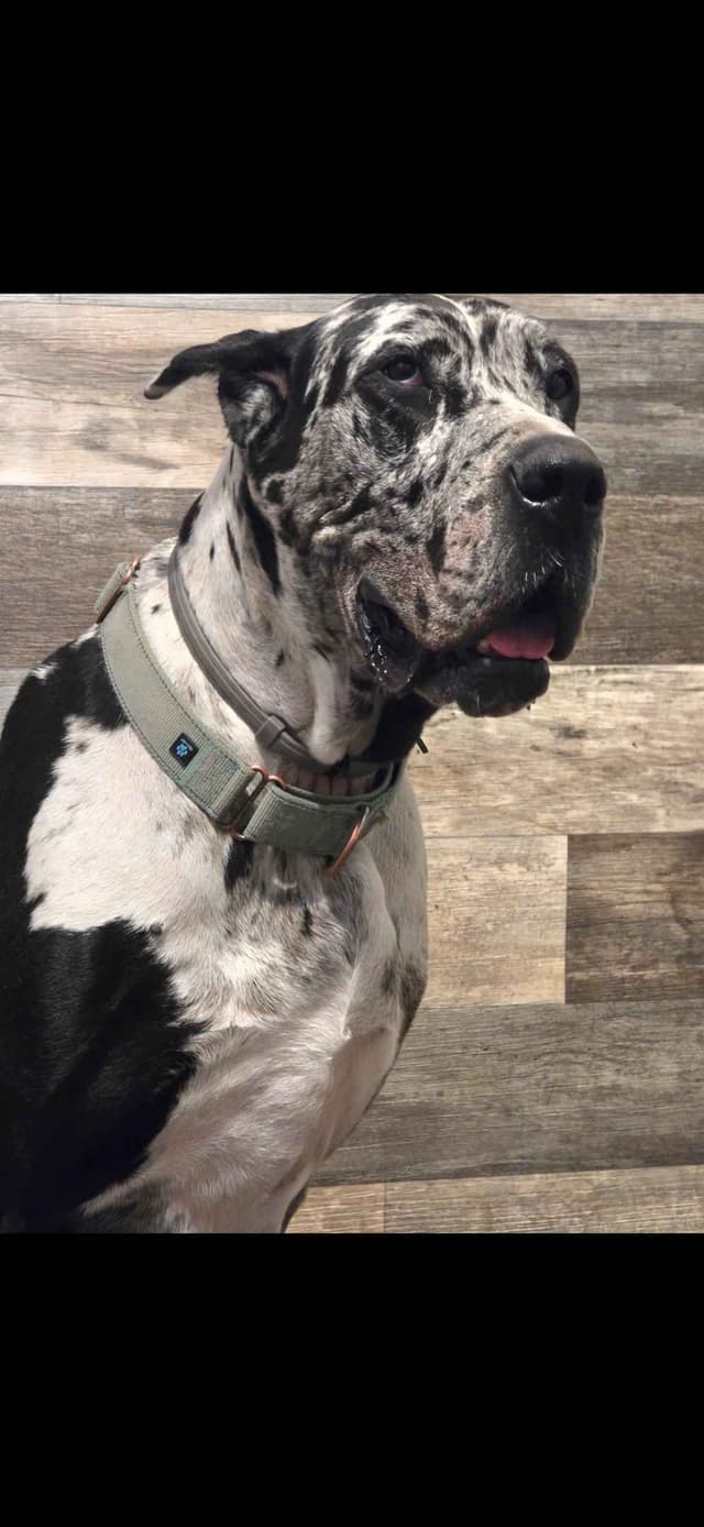 Great Dane Puppies media 3
