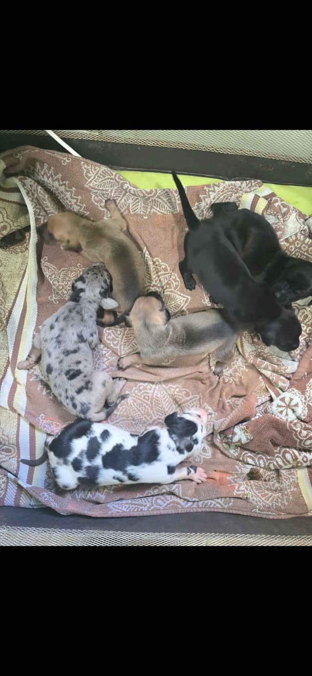 Great Dane Puppies media 4