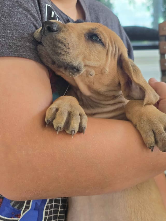 Great Dane Puppies media 5