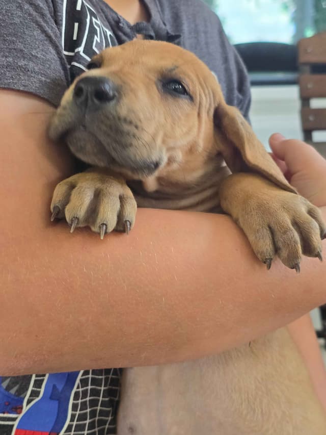 Great Dane Puppies media 6