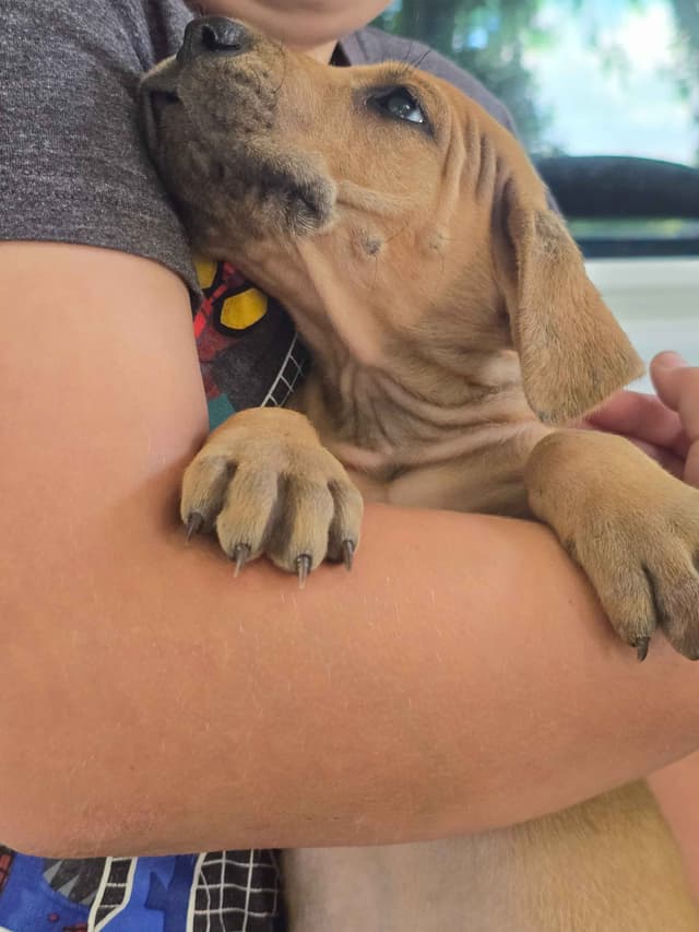 Great Dane Puppies media 7