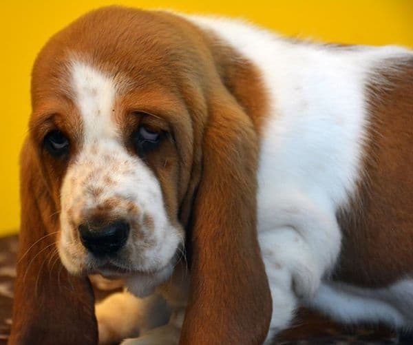 Afghan Hound Puppies breeder image 1