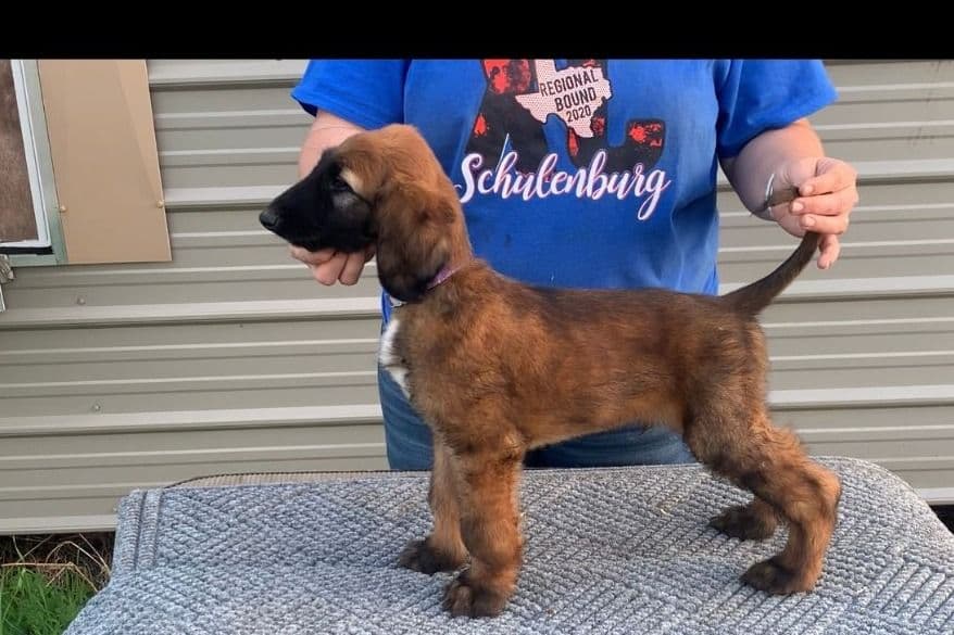 Afghan Hound Puppies breeder image 2