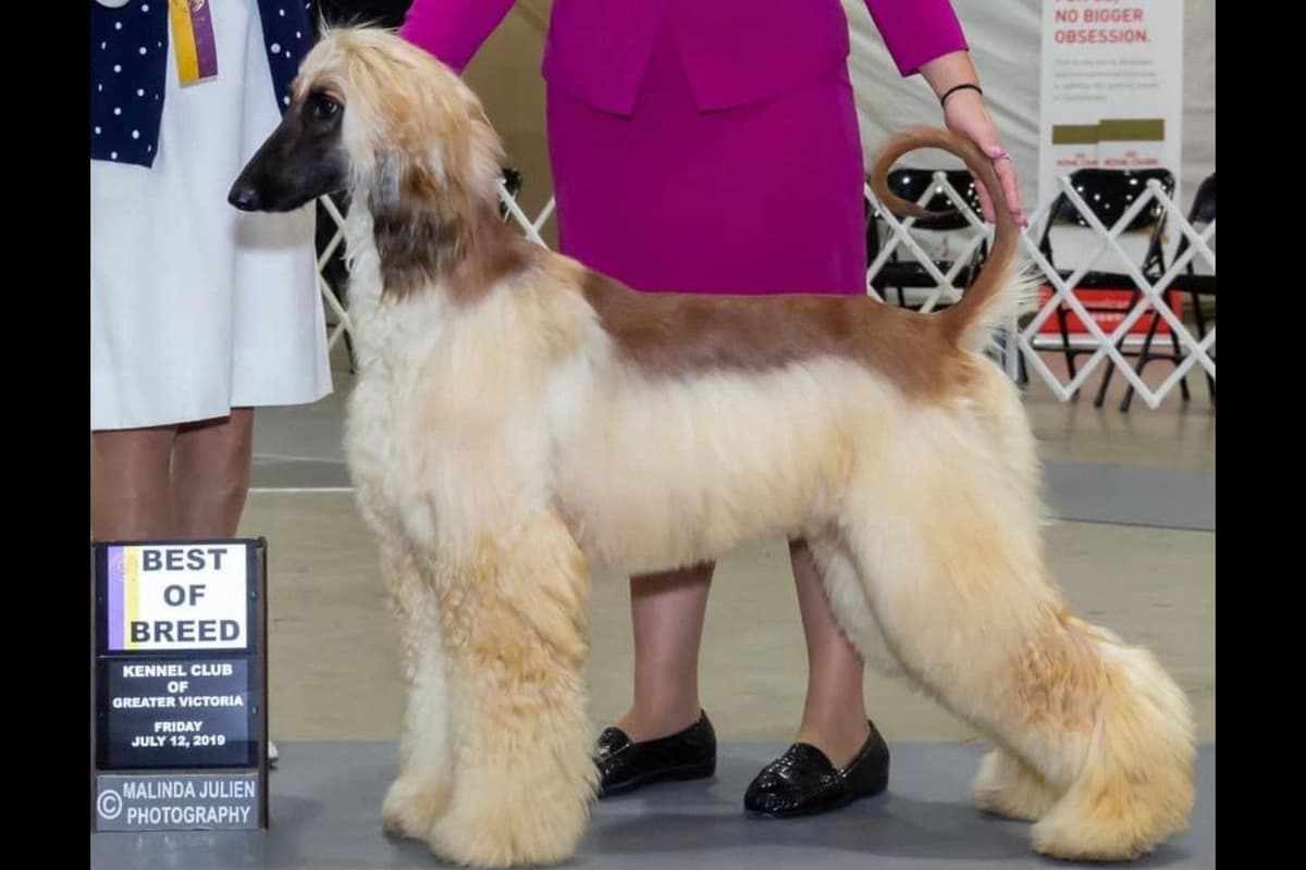 Afghan Hound Puppies breeder image 3