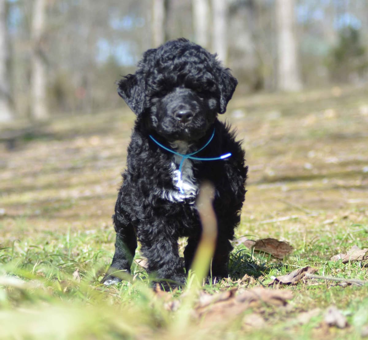 Portuguese Water Dog Puppies breeder image 3