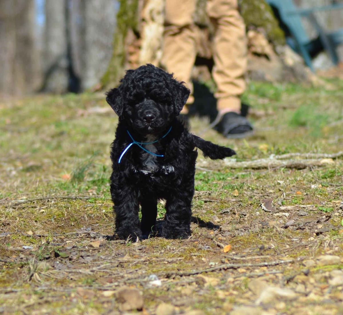 Portuguese Water Dog Puppies breeder image 4