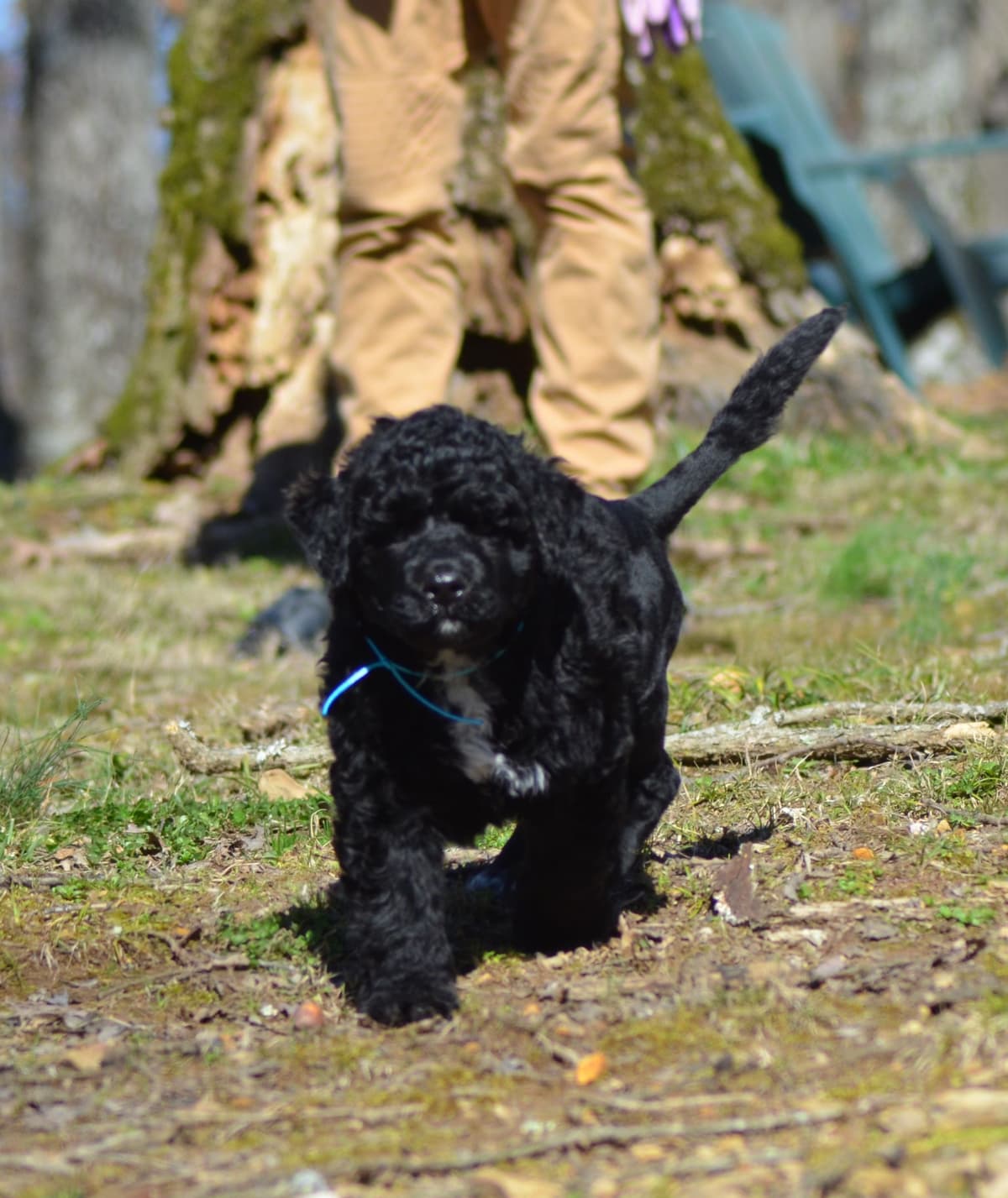 Portuguese Water Dog Puppies breeder image 2