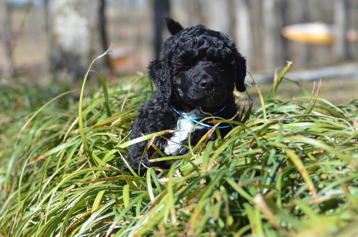 Portuguese Water Dog Puppies breeder image 5