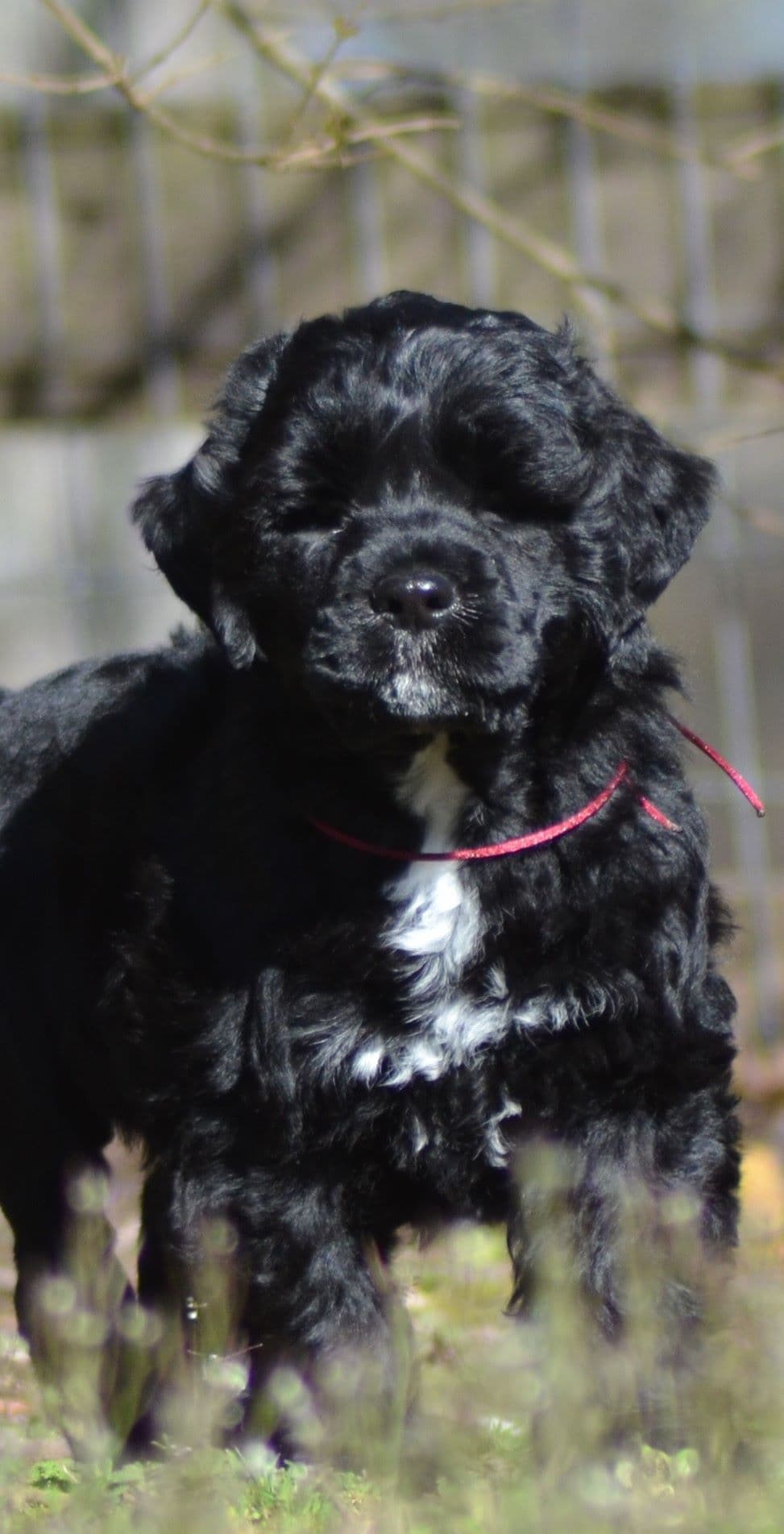 Portuguese Water Dog Puppies breeder image 6