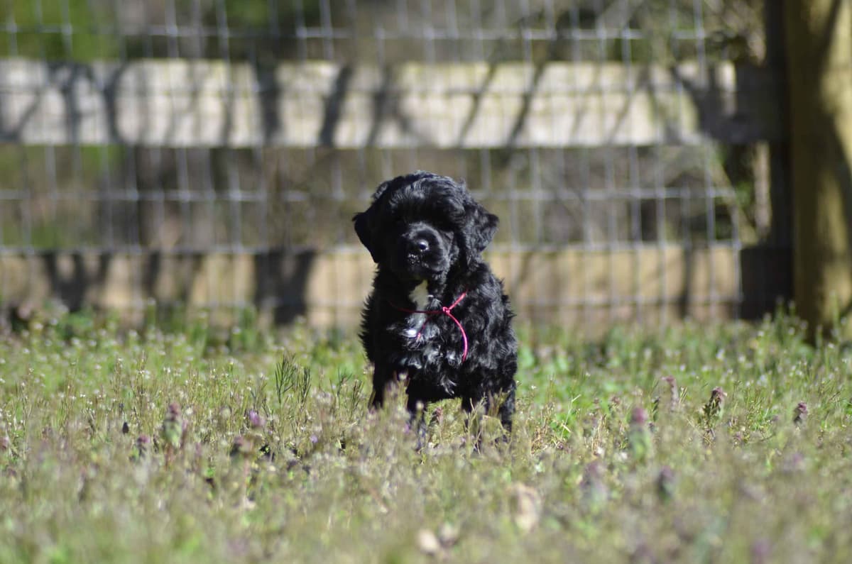 Portuguese Water Dog Puppies breeder image 12