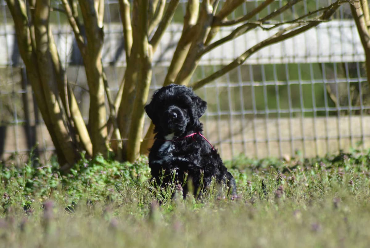 Portuguese Water Dog Puppies breeder image 7