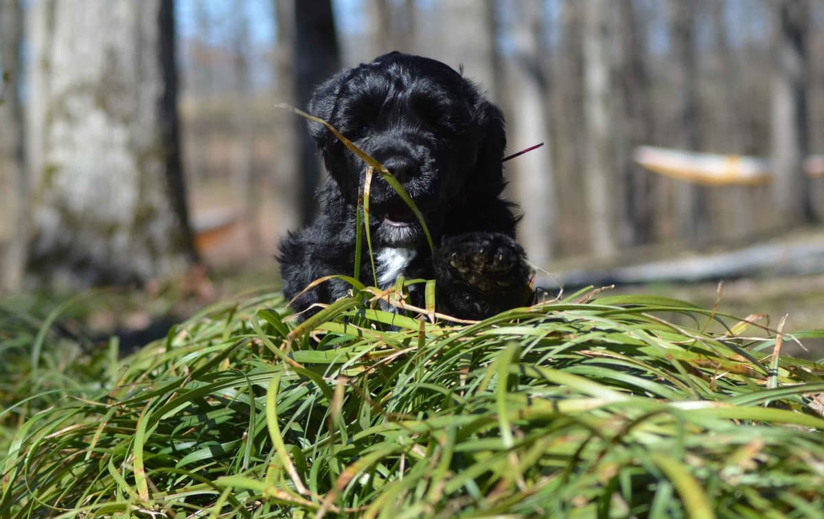 Portuguese Water Dog Puppies breeder image 10