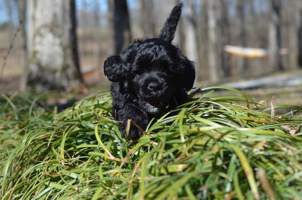 Portuguese Water Dog Puppies breeder image 9