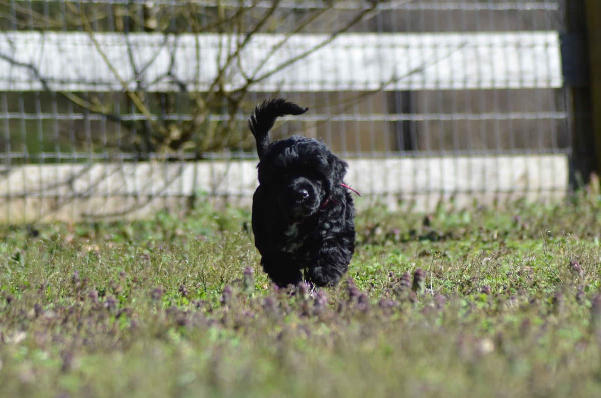 Portuguese Water Dog Puppies breeder image 8