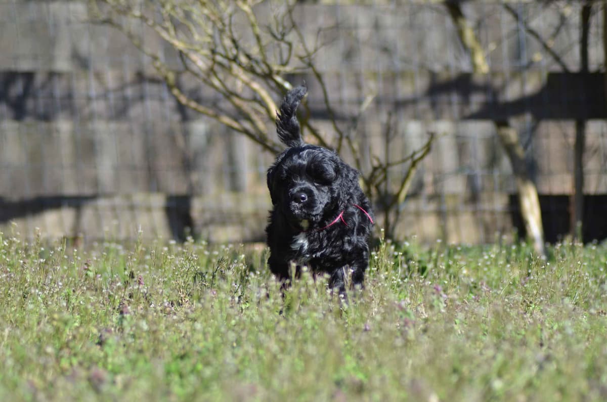 Portuguese Water Dog Puppies breeder image 11