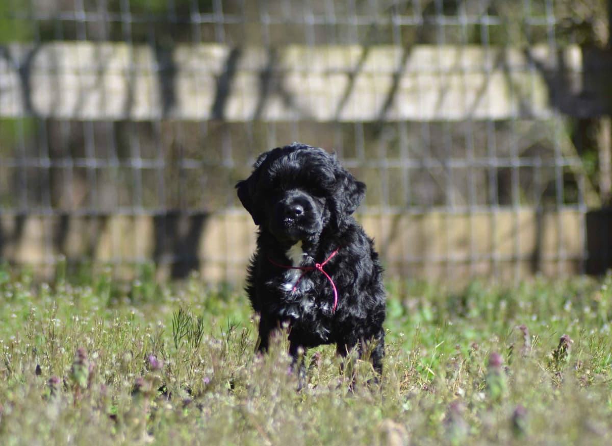 Portuguese Water Dog Puppies breeder image 13