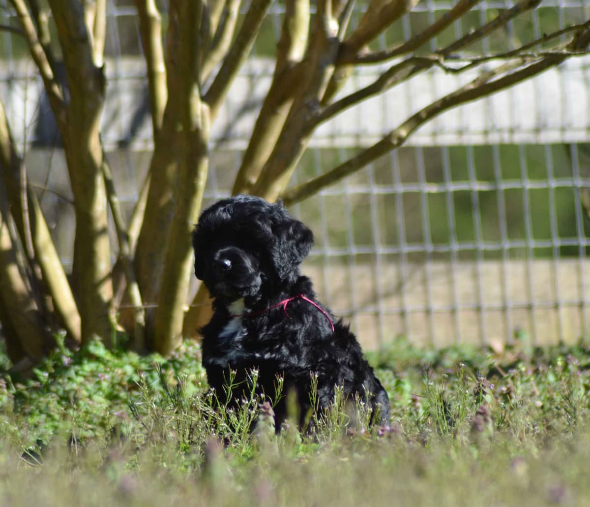 Portuguese Water Dog Puppies breeder image 14
