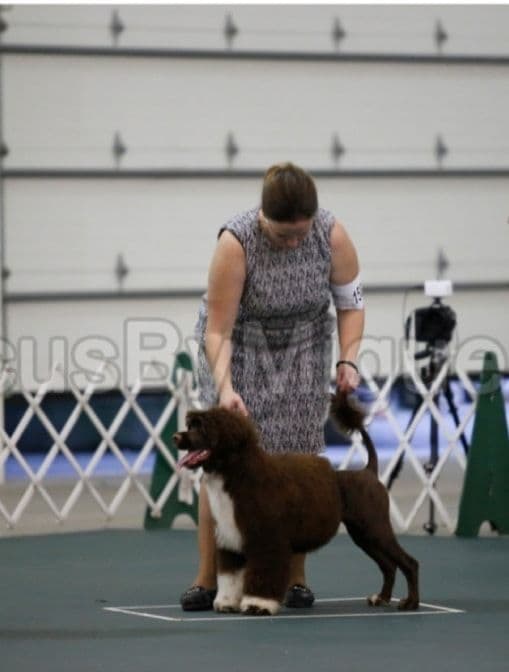 Portuguese Water Dog Puppies breeder image 15